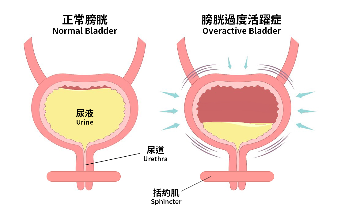 bladder